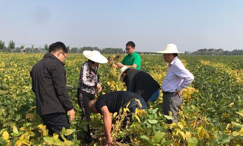 河南大豆播种时间详解（掌握正确的大豆播种时间，迎接高产丰收）