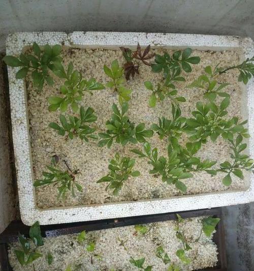 河沙也能变花海（探秘河沙“变身”之路，让城市更美丽）