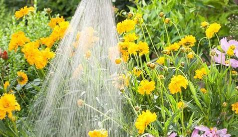 河水可否浇花？（探讨河水浇花的利与弊）