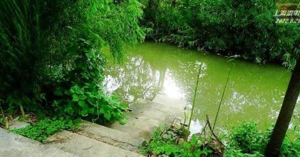 河水可以直接浇花吗？——科学家告诉你真相（了解河水浇花的优缺点，掌握科学浇水技巧）