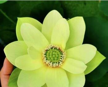姜荷花的养殖技巧（从了解到养护，轻松打造盆栽花园）