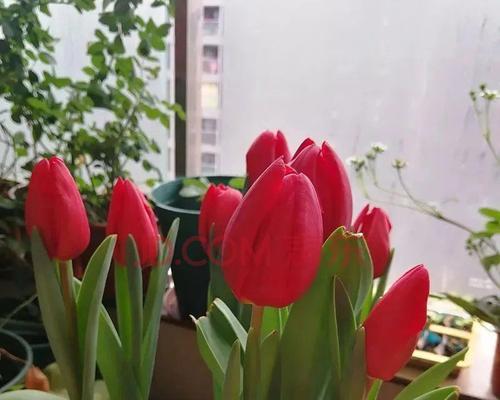 荷兰红不开花的原因（探究荷兰红花卉不开花的关键因素及其解决方法）