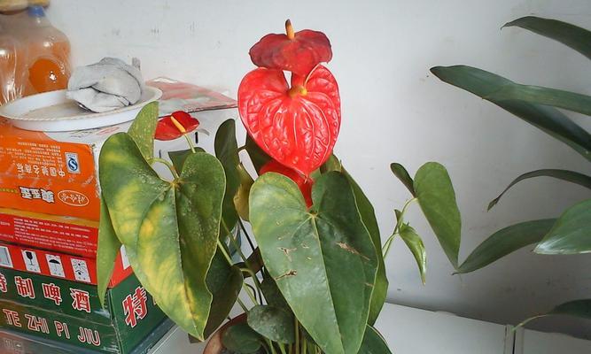 室内养火鹤花，这些你必须要知道！（火鹤花的毒性、适宜的养护环境和养护技巧）