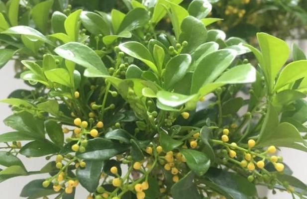 家里养米兰风水好处多（让米兰成为家居美学与风水的完美结合）