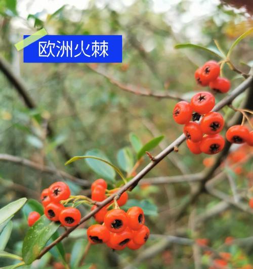 火棘的生长过程（从发芽到长叶，探究火棘的成长之路）
