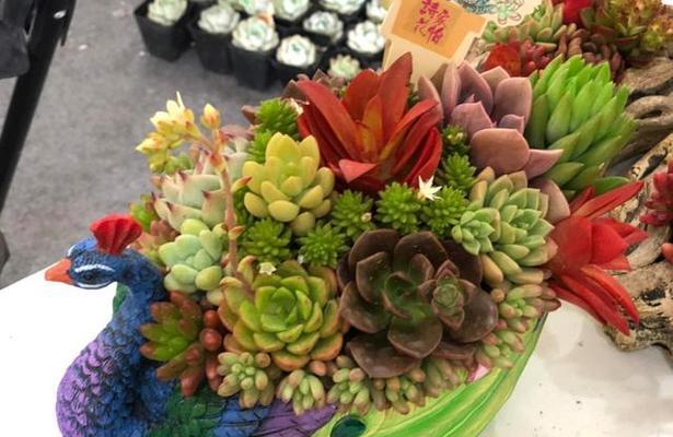 火祭的花语和寓意（探究火祭花朵传达的意义，理解火祭文化内涵）