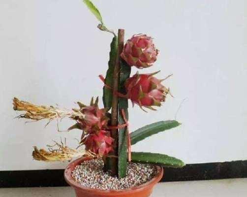火龙果种子发芽全过程（探究火龙果种子的萌发时间和方法）