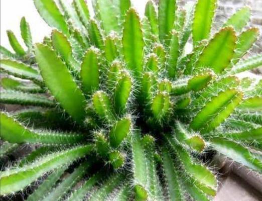 如何种植火龙果种子（从选种到成活，完美种出火龙果的全流程指南）