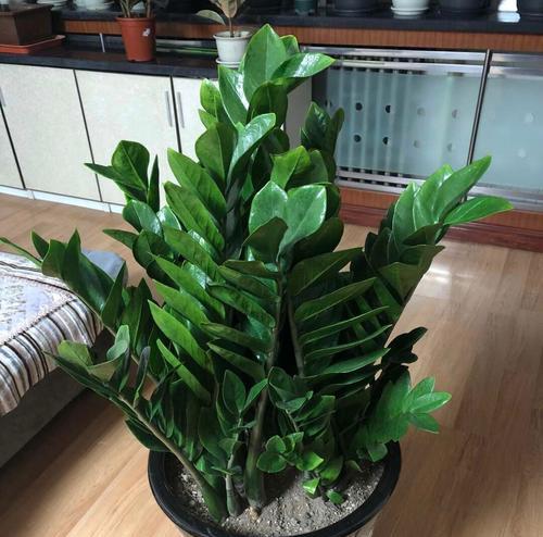 旺财植物火命人（提升运势的小秘密）