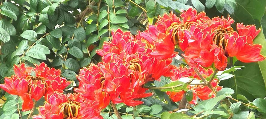 火焰花——缤纷绚丽的烟花世界（璀璨耀眼，让我们共同陶醉于其美妙瞬间）