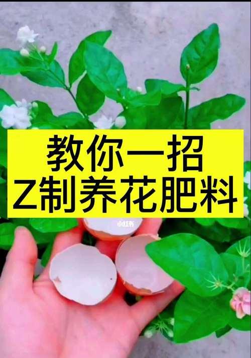 正确的鸡蛋水浇花方法（以鸡蛋兑水浇花，让花儿更茂盛）