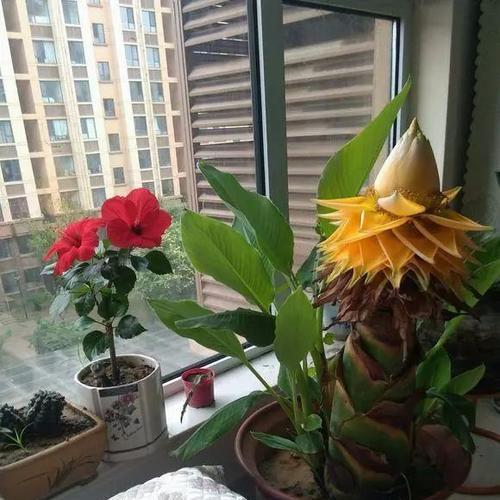 鸡蛋液不仅可以吃，还能浇花？（探秘鸡蛋液浇花的神奇效果，提高花卉养护技巧）