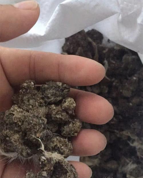利用鸡粪种出美丽花卉（鸡粪施肥技巧与适合种植的花卉品种）