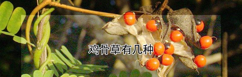 鸡骨草种子可否食用？（探究鸡骨草种子的营养和食用方法）