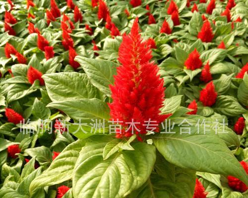 鸡冠花——永恒的美丽（多年生植物的重要性及生长条件分析）