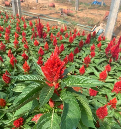 鸡冠花种植指南（栽种时间和方法详解，轻松打造美丽庭院）