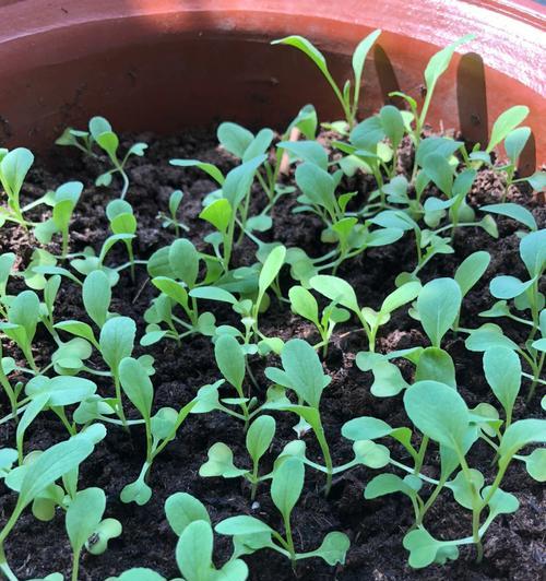 鸡毛菜的种植与养护（一步步教你打造丰硕的鸡毛菜园）