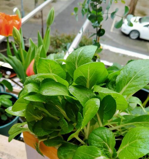 鸡毛菜种植全攻略（掌握最佳时间，让你轻松拥有丰收的好收成）