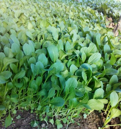 鸡毛菜种植指南（什么时候播种最合适）