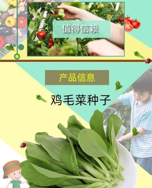 揭秘鸡毛菜（探究鸡毛菜的来源、特点及应用）