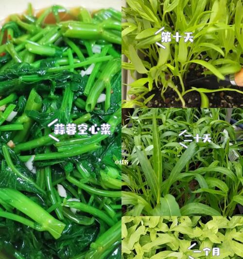 鸡毛菜生长异常怎么办（如何防止鸡毛菜徒长）