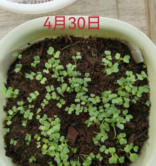鸡毛菜种植全攻略（时间、方法、注意事项，让你轻松打造丰收园）