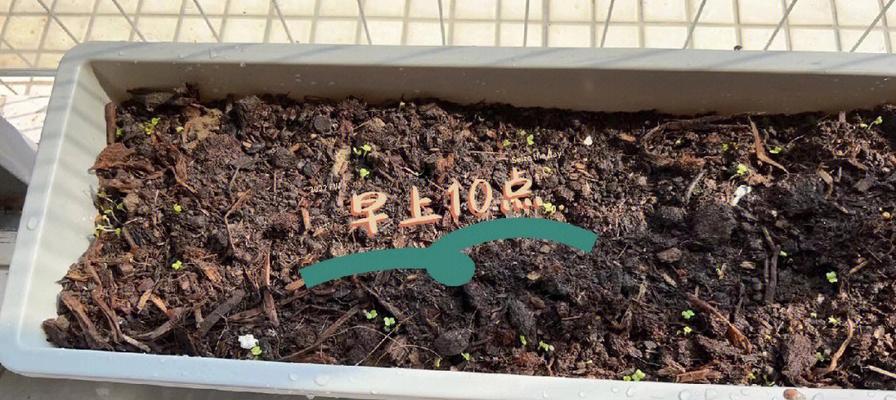 鸡毛菜种子发芽的时间及注意事项（掌握鸡毛菜的生长规律，科学种植才能获得好收成）