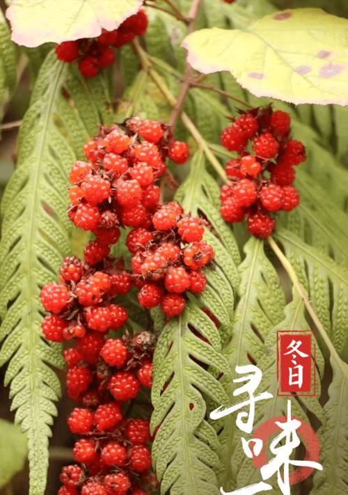 鸡爪梨的成熟季节及特点（探寻鸡爪梨的成熟时间、口感和营养）
