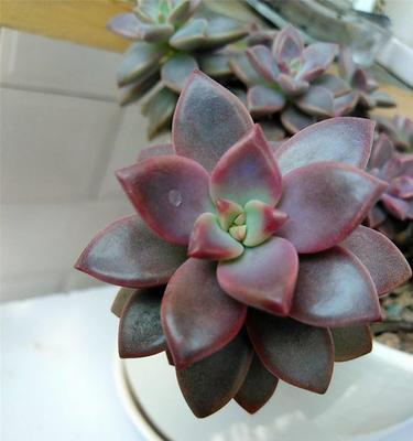 姬胧月怎么养爆头？（打造夏日清新造型，不可错过的技巧与秘诀）