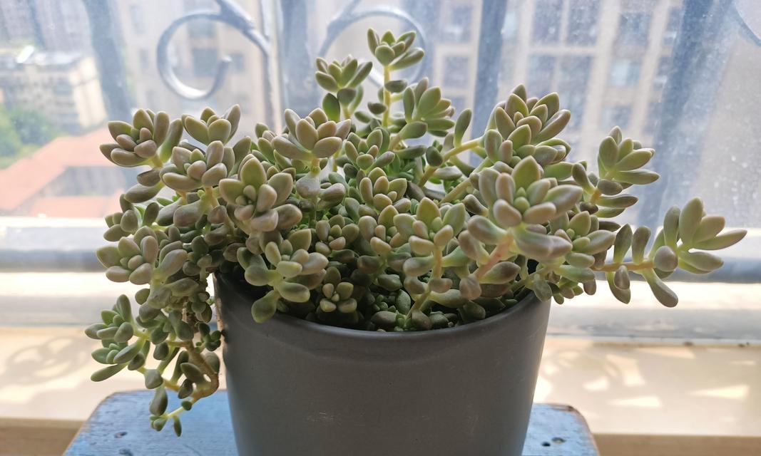 姬秋丽多肉的养殖技巧（打造漂亮的爆盆小植物，轻松上手）