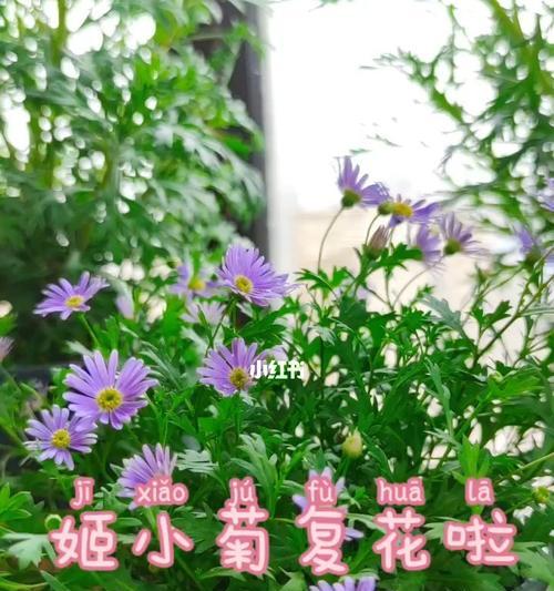 姬小菊的阳光恐惧症（探究姬小菊为什么害怕晒太阳，如何有效防止晒伤）