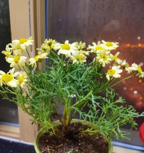 选择什么样的盆栽最适合姬小菊？（了解姬小菊的特点与需求，为其选择合适的盆栽）