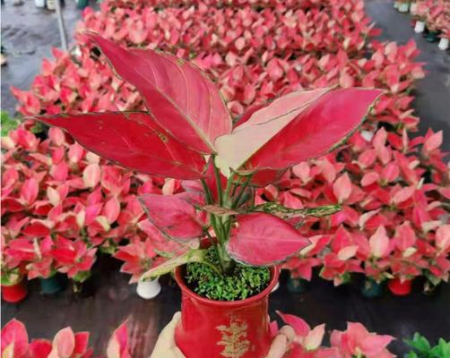 吉利红室内养护指南（适合室内的植物，关注光照和水分的管理）