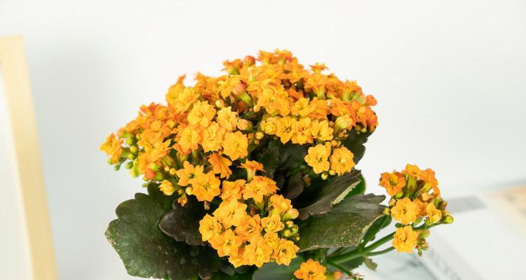 吉祥果喜阳光还是喜阴？挑选植物需知的！（了解植物的喜阳或喜阴性质，培育出最健康的吉祥果！）