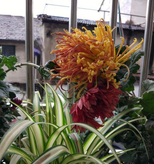 家里种菊花的好处（让你的家园充满温馨的自然气息）