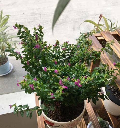 家居佳宜——养满天星的风水（室内植物也有风水学之说，养满天星为家居带来哪些好处？）