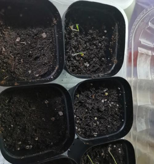 快速催芽辣椒种子的方法（如何让辣椒种子迅速发芽，让你的辣椒园更加茂盛）