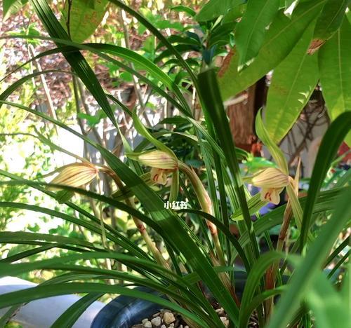 兰草的开花周期（解密兰草开花奥秘，了解开花周期和生长要求）