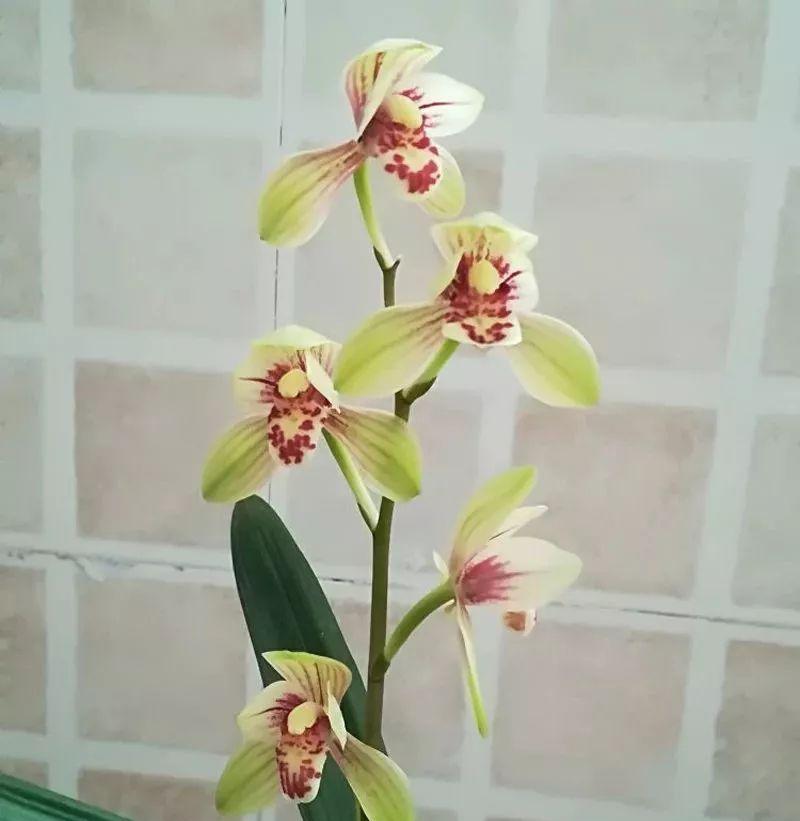 兰花的花期与生长特点（从春到秋，了解兰花的开花时间与生长习性）