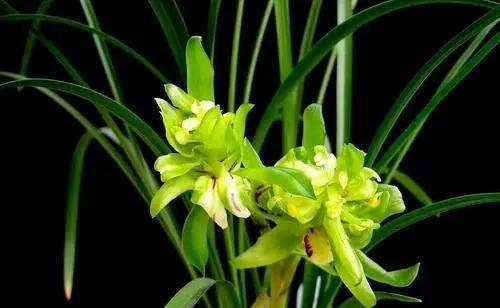 兰花开的季节及养护方法（掌握兰花开花时间，轻松护养兰花）