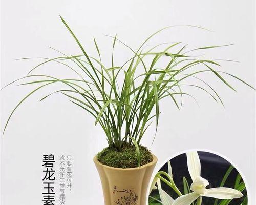 从选苗到养护一步步教你（从选苗到养护一步步教你）