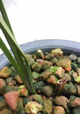 兰花软腐病的治疗药物（以红霉素为主要药物进行治疗）