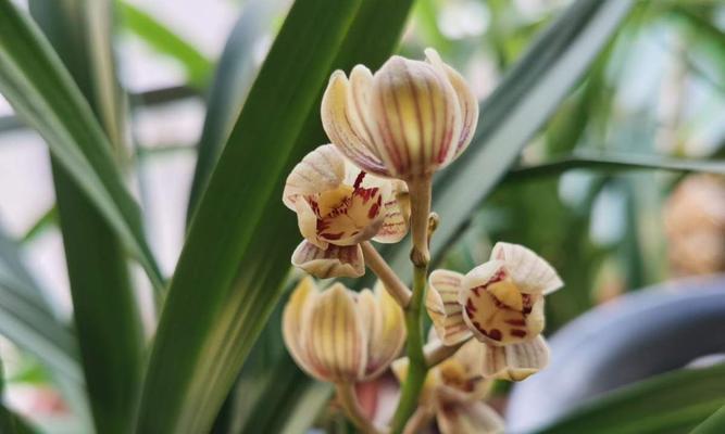兰花开花季节及特点（探秘兰花的开花时间与花期，了解兰花的品种及栽培要点）