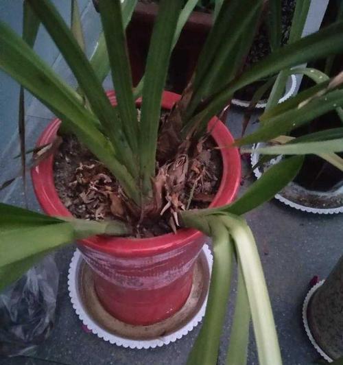兰花种植之室内种植（掌握技巧让兰花在家中盛放）