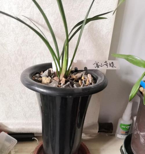 如何选择美观的兰花盆（打造独特兰花盆，从选材到造型全解析）