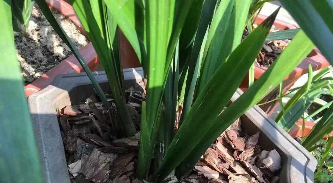 兰花移植的时间和方法（掌握关键技巧，让兰花健康成长）
