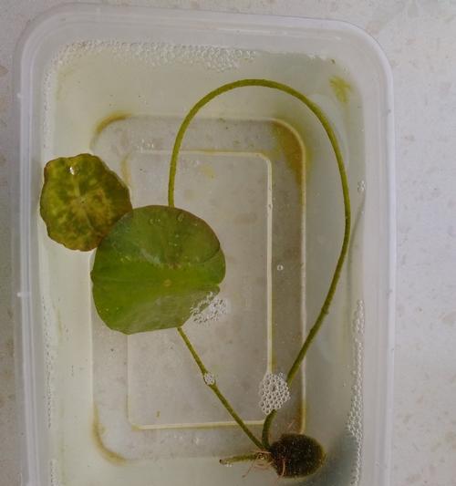 兰花种子发芽时间及注意事项（了解兰花种子的生长过程，让你种植更加顺利）