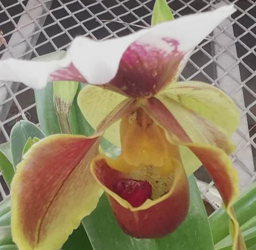 常见兰科植物的种类及特点（探索兰花、蝴蝶兰、文心兰等兰科植物的世界）