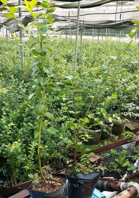 兰梅种植条件及适宜种植地区环境要求（探究兰梅种植的环境特点与种植区域）
