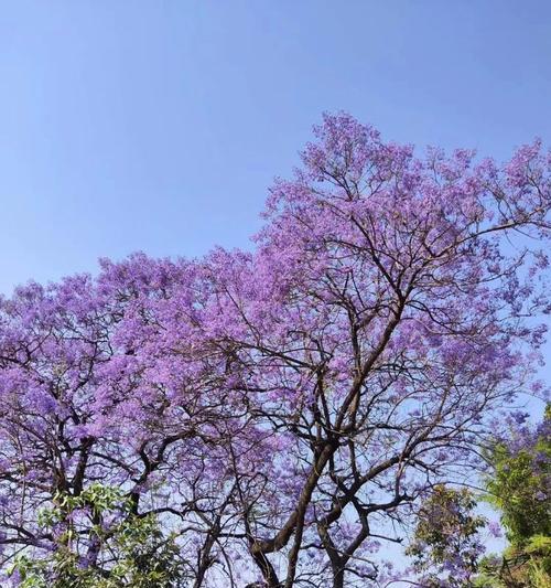 了解蓝花楹的生长环境条件及特点（探究蓝花楹的生态习性和栽培技巧）